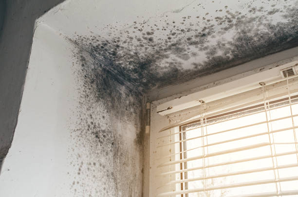 Affordable Mold Removal solutions in Cockeysville, MD